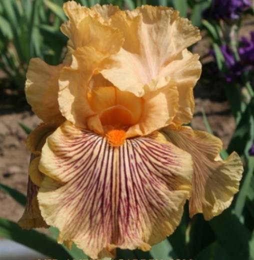 Tiger Expert (Pavel Nejedlo, not registered)